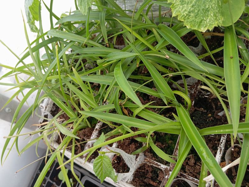 Chlorophytum comosum